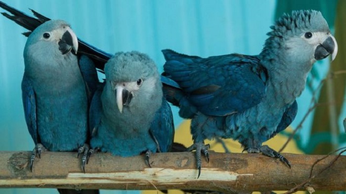 Rare Spix`s Macaw seen in Brazil for first time in 15 years